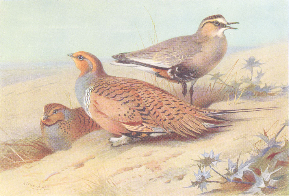 BRITISH BIRDS. Pallass Sand-Grouse; Sociable Plover. THORBURN 1926 old print